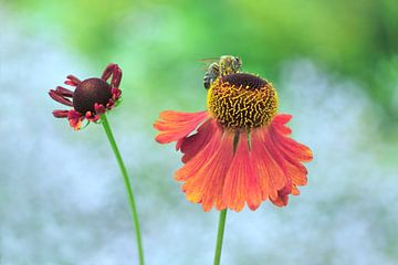 Echinacea purpurea of Rode zonnehoed by Jeannette Penris