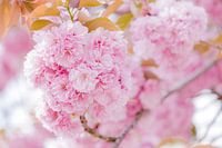 Prachtig roze