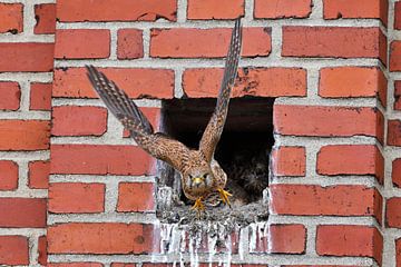 Turmfalke Männchen bei der Futterübergabe von Karin Jähne