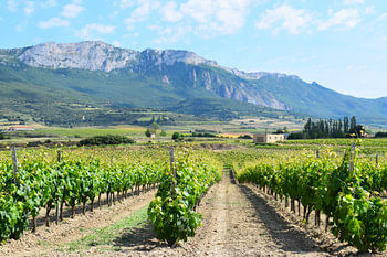 Zicht op Rioja Alavesa wijngaarden met gebergte in de verte - Spanje op een zonnige dag