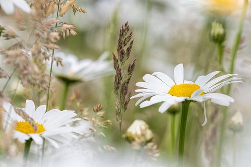 Daisies in the field