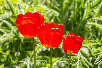 Rode tulpen van Peter Baier