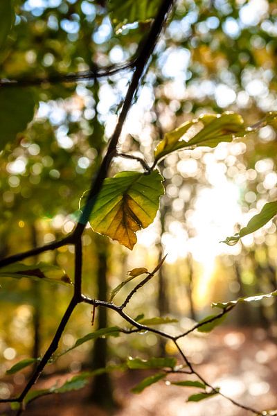 Herbstblätter mit Sonnenlicht von Fotografiecor .nl