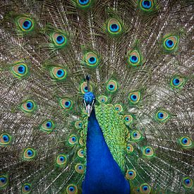 Peacock with feathers spread out 2 by Michiel Mos