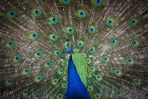Pauw met uitgespreide veren 2