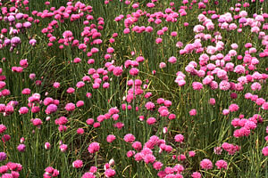 Feld mit rosa Kleeblüten