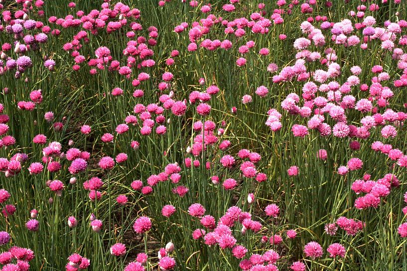 Field full of pink clover flowers by Judith van Wijk