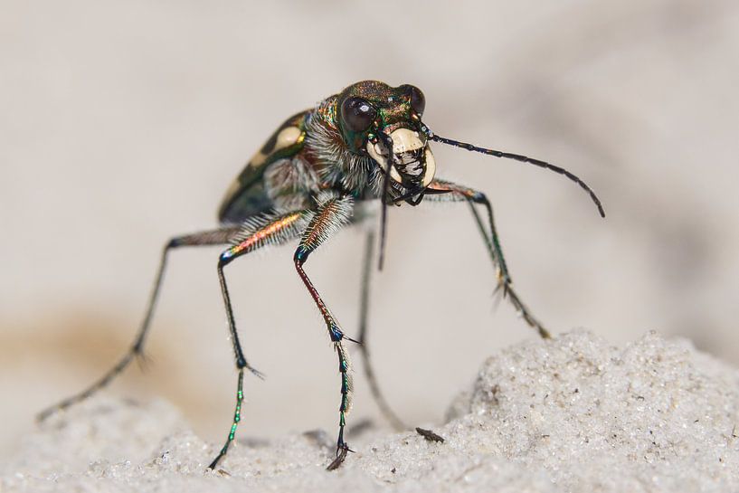 Cicindela hybrida von Francois Debets