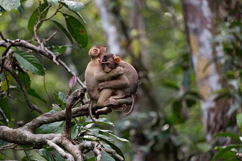 Jemand braucht eine Umarmung? 