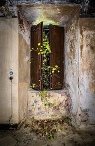 Fenster mit grünem Efeu