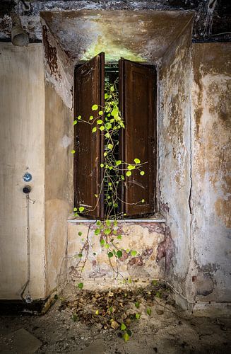 Raam met groene klimop