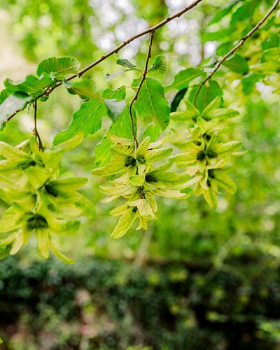Flowering hornbeam