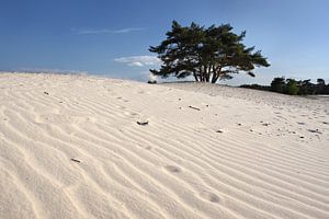 Arbres et dunes VI sur Mark Leeman