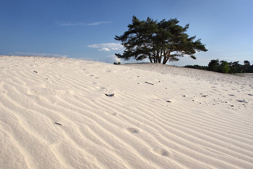 Arbres et dunes VI par Mark Leeman