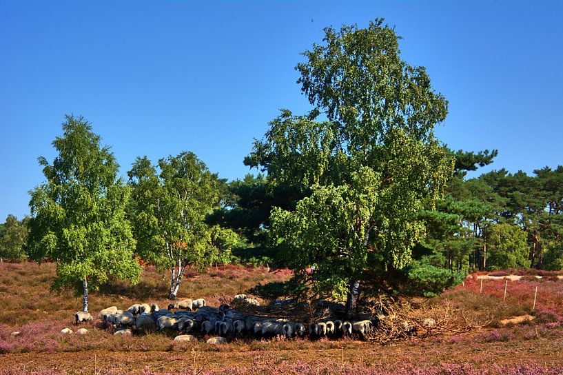 Heideschapen Behoud van de Heideschapen van Edgar Schermaul