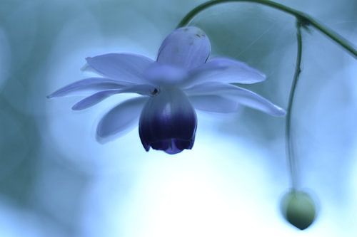 Bloem lantaarntje blauw