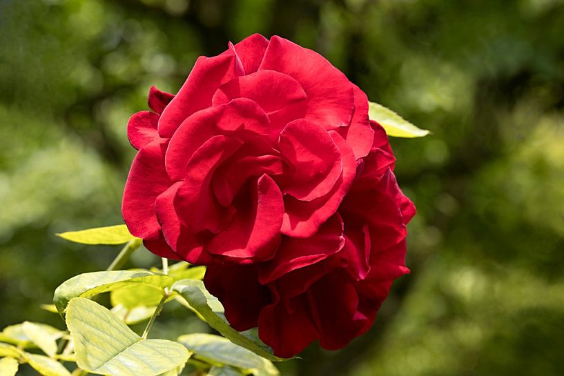 gros plan d'une rose rouge sur un fond vert flou par W J Kok