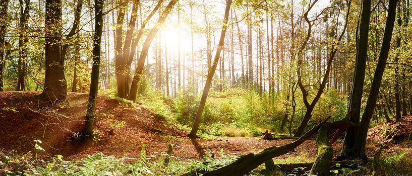 Sun in the autumnal forest by Günter Albers