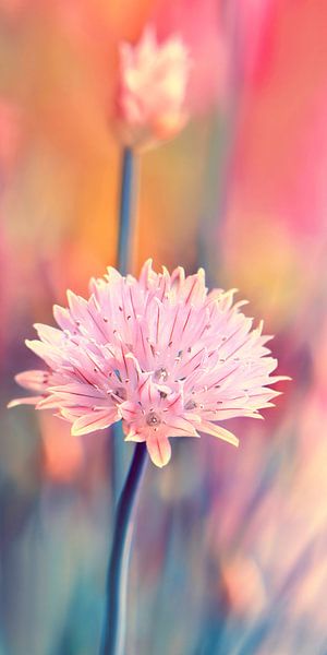 Chive blossom by Violetta Honkisz