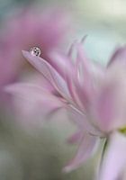 In roze verrukking
