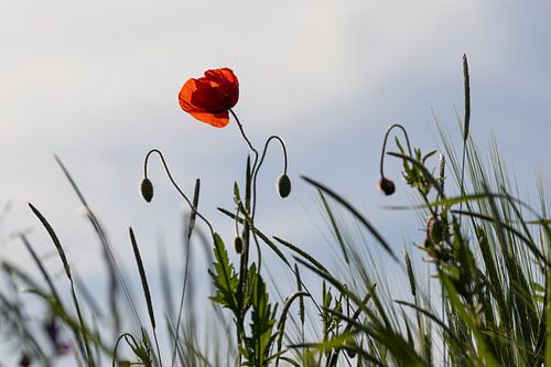 papaver