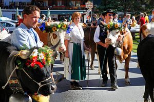 Alpabzug Kühe Grächen