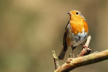 Robin on a branch by Astrid Brouwers