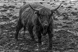 Schottischer Highlander in Schwarz und Weiß von Bart Tummers Fotografie