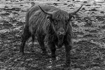 Schotse Hooglander in Zwartwit van Bart Tummers Fotografie