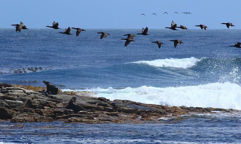 cape point by Olaf Franke