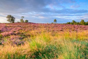 Sunrise over blooming Heather plants in the Veluwe nature reserve