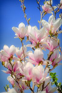 Magnolie