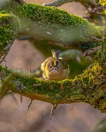 Goldcrest. von Dennis Barneveld