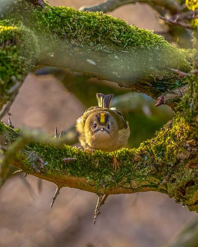Goldcrest.