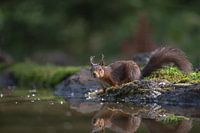 Eichhörnchen am Wasser