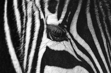 Close-up van een zebra van Chihong