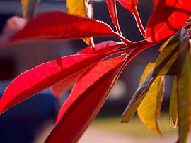 Red flower by wesley Louter