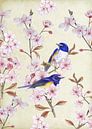 Japanese Bluebird on Japanese cherry by Jasper de Ruiter thumbnail