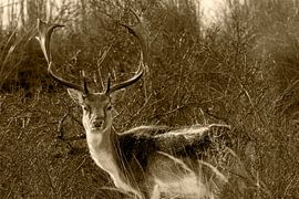 Fallow deer in the wild by Humphry Jacobs