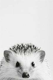 Igel von Poster Art Shop