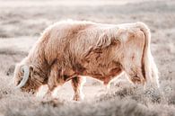 Blonde Schotse hooglander op de Veluwe van Melissa Peltenburg thumbnail