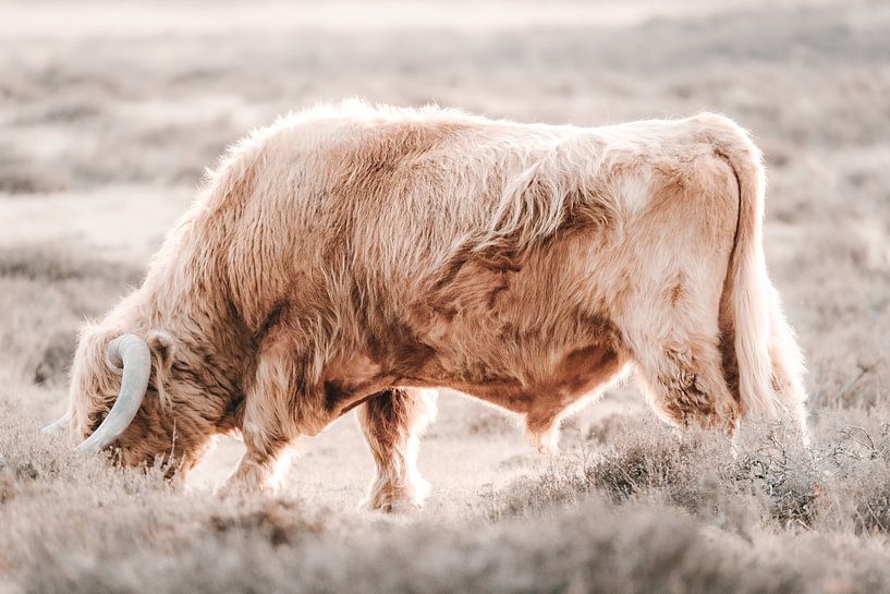 Blonde Schotse hooglander op de Veluwe van Melissa Peltenburg