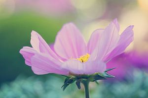 Cosmos dreams by LHJB Photography