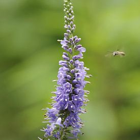 35 Jochumhof Lange ereprijs van JacArt Prints