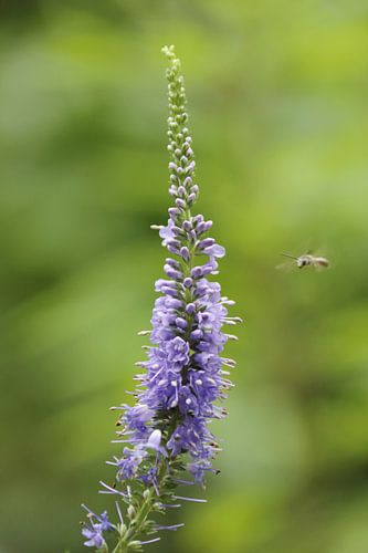 35 Jochumhof : la véronique longue