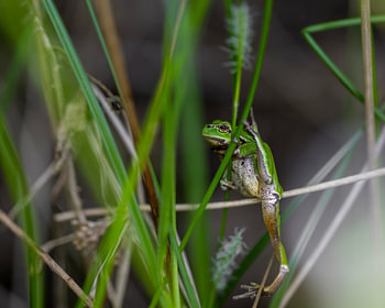Akrobatischer Laubfrosch