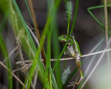 Acrobatic tree frog by Roy Kreeftenberg