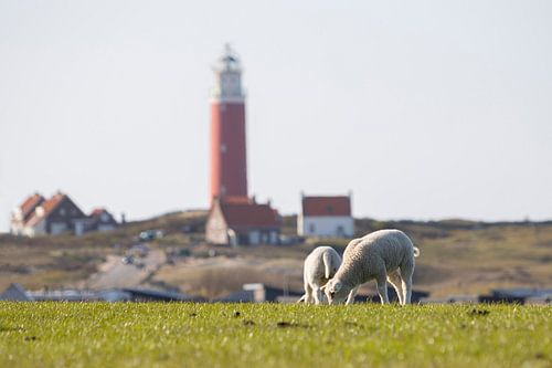 Texel lambs with the lighthouse in the background