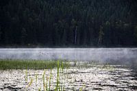 eendjes in de ochtend mist