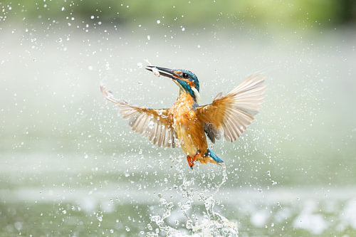 Diving Kingfisher